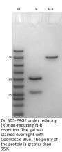 Anti-Human CD73 [Oleclumab Biosimilar]