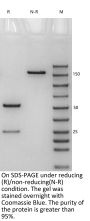 Anti-Human SIGLEC3 [Gemtuzumab ozogamicin Biosimilar]