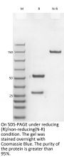 Anti-Human CGRP [Galcanezumab Biosimilar]