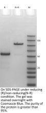 anti-HEL-Human IgG1-Fc（LALA） Isotype control