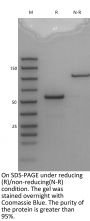 anti-HEL-Mouse IgG2A-Fc（LALA） Isotype control