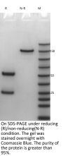 Anti-HEL-mIgG1 D265A Isotype-control