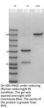 Anti-Human IL23 [Guselkumab Biosimilar]