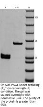 Anti-HEL Human IgG1(Fab-His) Isotype control
