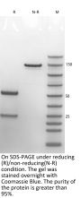 Anti-Human EGFR(Zalutumumab)