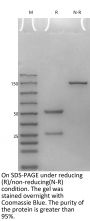 anti-HEL lgG1 CH1 /IgG2 Fc Isotype