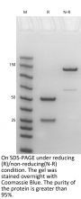 Anti CD14[atibuclimab]