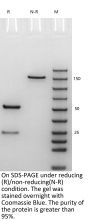 Anti-PD1 [Camrelizumab]