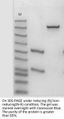 Anti-Human MAPT(Tilavonemab)