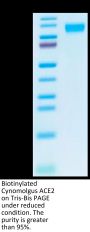 Biotinylated Cynomolgus ACE2/ACEH Protein (ACE-CM401B)