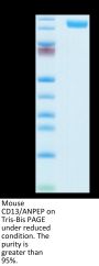 Mouse CD13/ANPEP Protein (ANP-MM101)