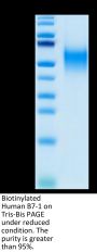 Biotinylated Human B7-1/CD80 Protein (B71-HM480B)
