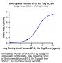 Biotinylated Human B7-2/CD86 Protein (B72-HM486B)