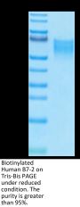 Biotinylated Human B7-2/CD86 Protein (B72-HM486B)