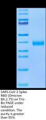 SARS-CoV-2 Spike RBD (Omicron BA.2.75) Protein (BA2-HM175)