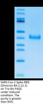 SARS-Cov-2 Spike RBD (Omicron BA.2.12.1) Protein (BA2-VM121)