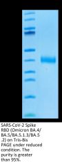 SARS-CoV-2 Spike RBD (Omicron BA.4/BA.5/BA.5.1.3/BA.5.2) Protein (BA4-VM145)