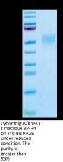 Cynomolgus/Rhesus macaque B7-H4 Protein (BH7-CM174)
