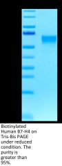 Biotinylated Human B7-H4 Protein (BH7-HM174B)