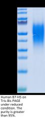 Human B7-H5/Gi24/VISTA Protein (BH7-HM175)
