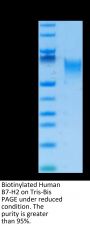Biotinylated Human B7-H2/ICOSLG Protein (BH7-HM472B)