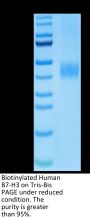 Biotinylated Human B7-H3 Protein (BH7-HM473B)