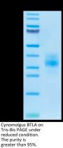 Cynomolgus BTLA Protein (BTL-CM101)
