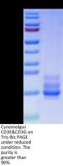 Cynomolgus CD3E&CD3G/CD3 epsilon&CD3 gamma Protein (CD3-CM102)