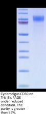 Cynomolgus CD30/TNFRSF8 Protein (CD3-CM130)