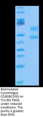 Biotinylated Cynomolgus CD3E&CD3D/CD3 epsilon&CD3 delta Protein (Primary Amine Labeling)  (CD3-CM201B)