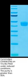 Cynomolgus CD3E&CD3G/CD3 epsilon&CD3 gamma Protein (CD3-CM202)