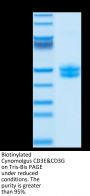 Biotinylated Cynomolgus CD3E&CD3G/CD3 epsilon&CD3 gamma Protein (Primary Amine Labeling)  (CD3-CM202B)