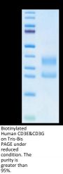 Biotinylated Human CD3E&CD3G/CD3 epsilon&CD3 gamma Protein (Primary Amine Labeling)  (CD3-HM157B)
