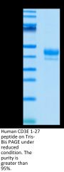 Human CD3E/CD3 epsilon 1-27 peptide Protein (CD3-HM2ED)