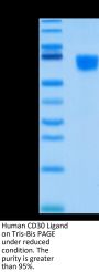 Human CD30 Ligand/TNFSF8 Protein (CD3-HM30L)