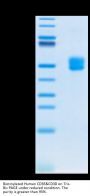 Biotinylated Human CD3E&CD3D/CD3 epsilon&CD3 delta Protein (CD3-HM505B)