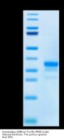 Cynomolgus CD40/TNFRSF5 Protein (CD4-CM140)