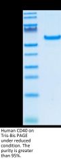 Human CD40/TNFRSF5 Protein (CD4-HM240)