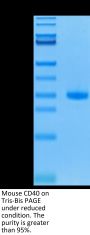 Mouse CD40/TNFRSF5 Protein (CD4-MM140)
