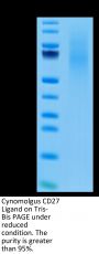 Cynomolgus CD27 Ligand/CD70 Protein (CD7-CM170)