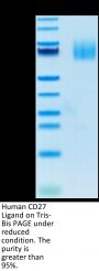 Human CD27 Ligand/CD70 Protein (CD7-HM270)