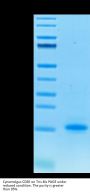Cynomolgus CD3E/CD3 epsilon Protein (CDE-CM101)