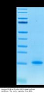 Human CD3E/CD3 epsilon Protein (CDE-HM101)