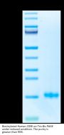 Biotinylated Human CD3E/CD3 epsilon Protein (Primary Amine Labeling)  (CDE-HM101B)