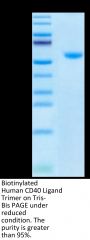 Biotinylated Human CD40 Ligand/TNFSF5 Trimer Protein (Primary Amine Labeling)  (CDL-HM140B)