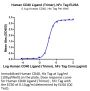 Human CD40 Ligand/TNFSF5 Trimer Protein (CDL-HM240)