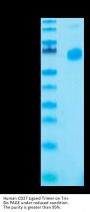Human CD27 Ligand/CD70 Trimer Protein (CDL-HM427)