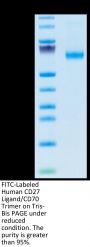 FITC-Labeled Human CD27 Ligand/CD70 Trimer Protein (CDL-HM427F)