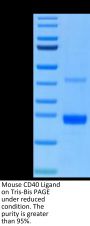 Mouse CD40 Ligand/TNFSF5 Protein (CDL-MM140)
