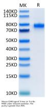 Mouse CD40 Ligand/TNFSF5 Trimer Protein (CDL-MM240)